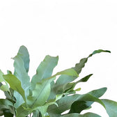 Phlebodium aureum 'Blue Star' close-up of leaf on white background.