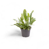 Phlebodium aureum 'Blue Star' potted plant in nursery pot on white background.