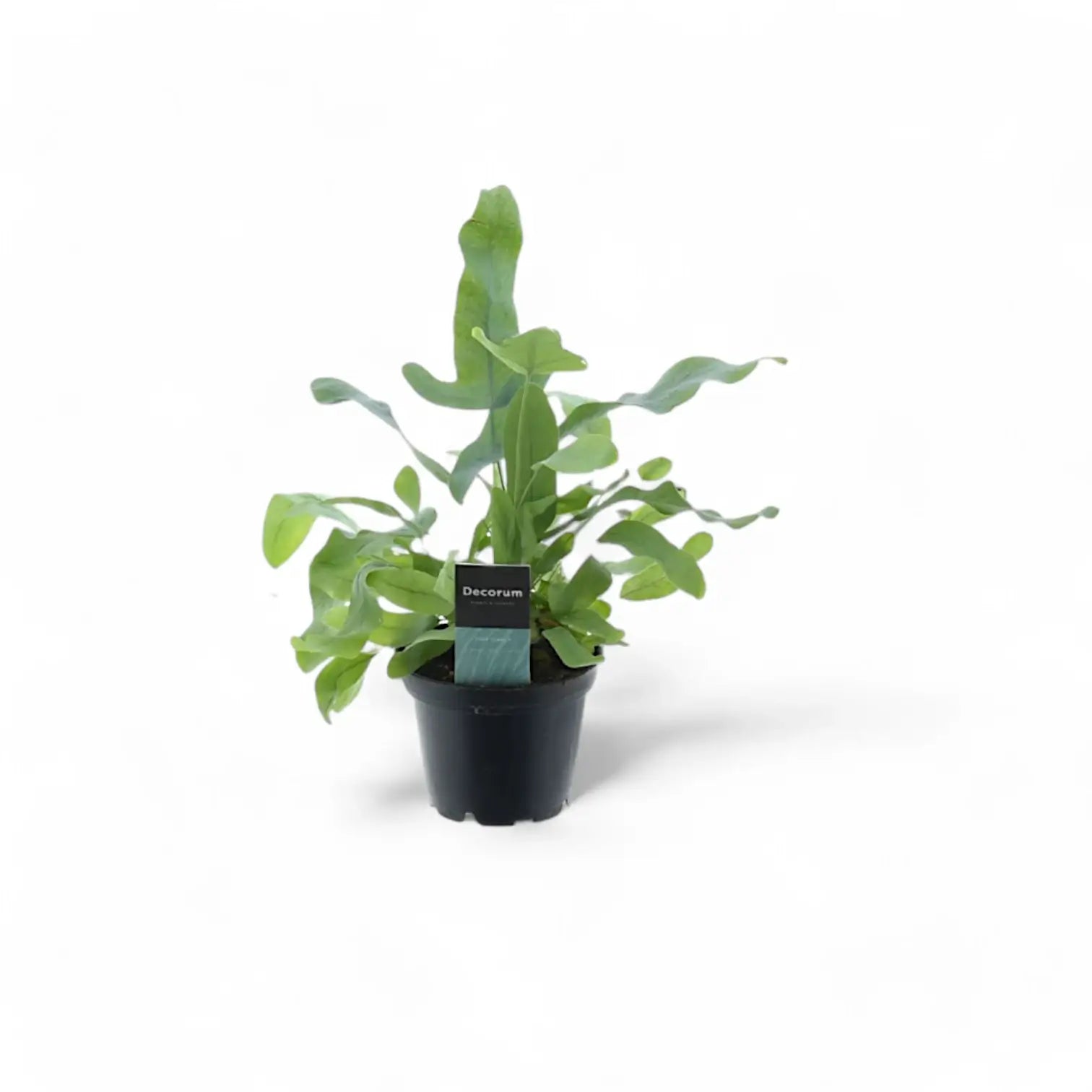 Phlebodium aureum 'Blue Star' potted plant in nursery pot on white background.