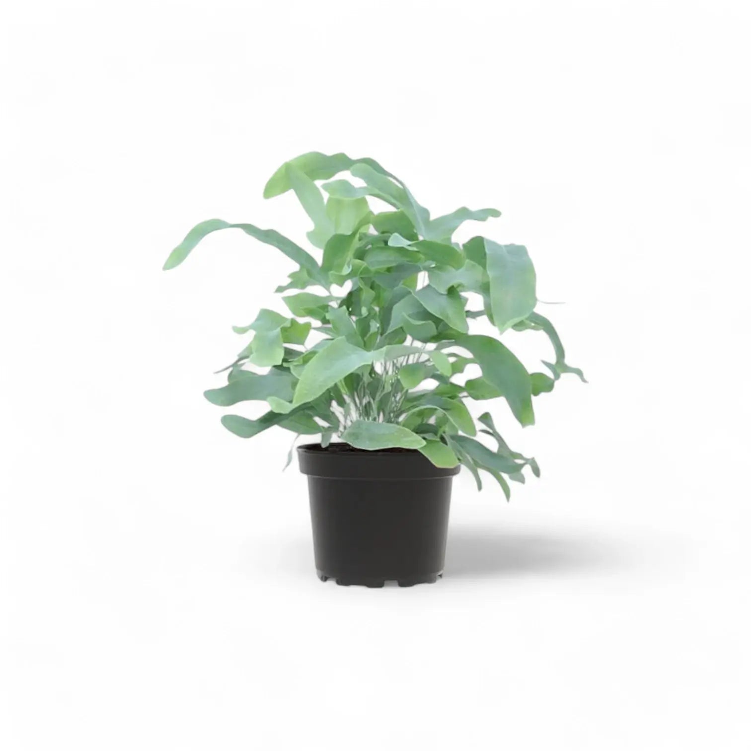 Phlebodium aureum 'Blue Star' potted plant in nursery pot on white background.