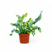 Phlebodium aureum 'Blue Star' potted plant in nursery pot on white background.