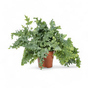 Phlebodium aureum 'Davana' potted plant in nursery pot on white background.
