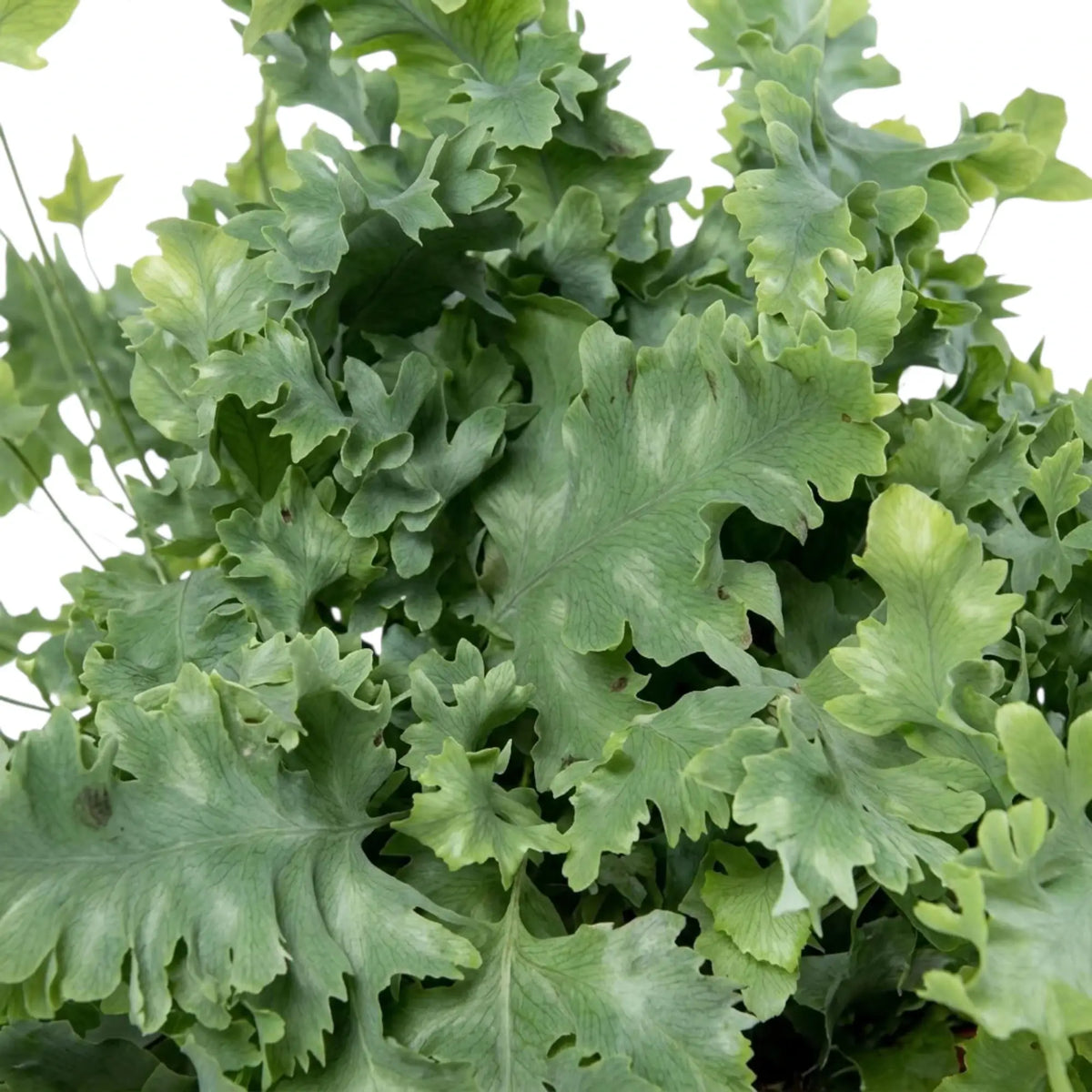Nahaufnahme des Laubs von Phlebodium aureum ‘Davana’ mit einem blaugrünen Wedel und stark gekräuselten Lappen