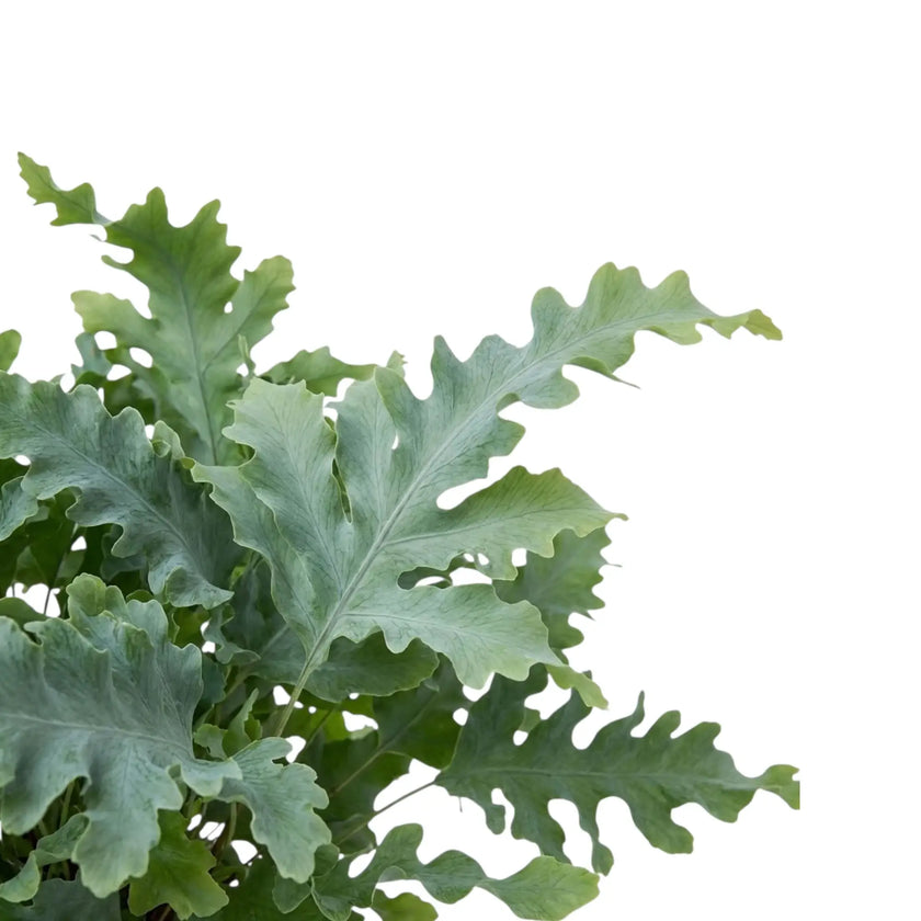 Wedeldetail von Phlebodium aureum ‘Davana’ mit welligen, tief eingeschnittenen Lappen und blaugrüner Färbung