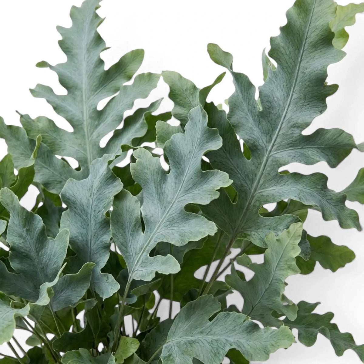 Nahaufnahme von Phlebodium aureum ‘Davana’ mit überlappenden gekräuselten Wedeln und unregelmäßig gewellten Lappen