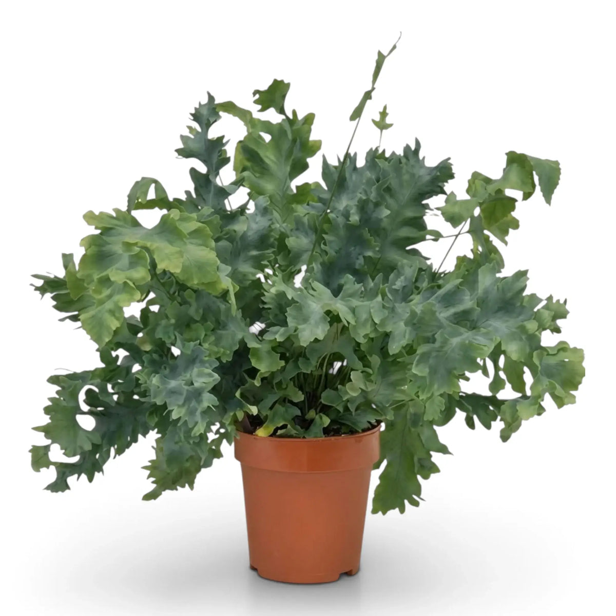 Phlebodium aureum ‘Davana’, großer Goldtüpfelfarn mit langen blaugrünen Wedeln und stark gekräuselten Lappen