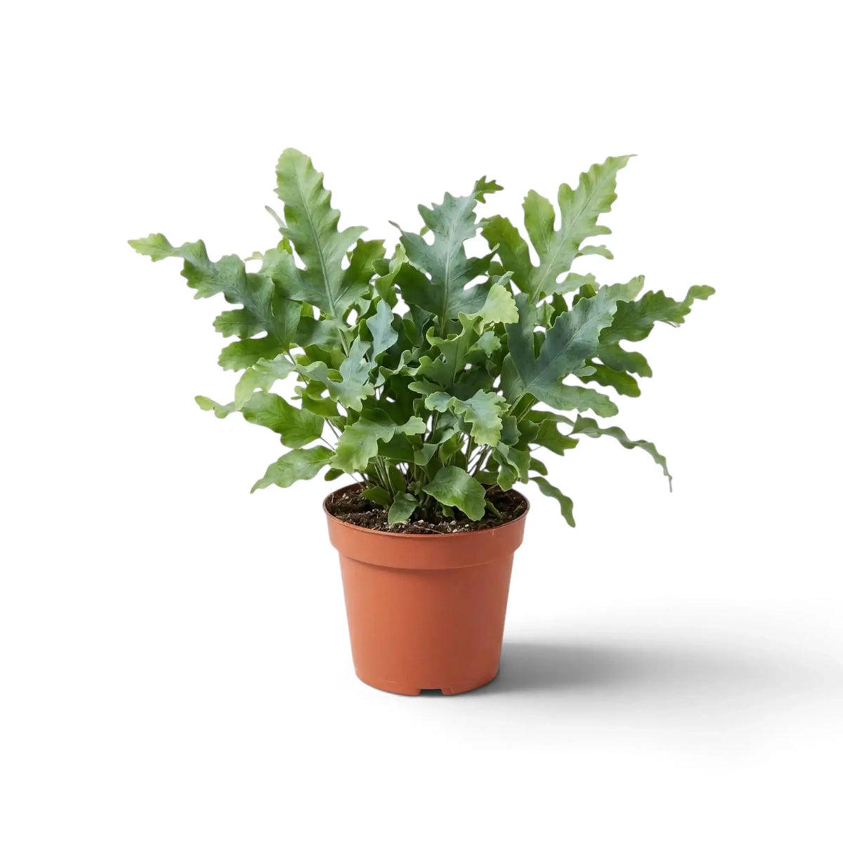 Phlebodium aureum ‘Davana’, mittelgroßer Goldtüpfelfarn mit dichten blaugrünen Wedeln, die stark gekräuselte Lappen bilden