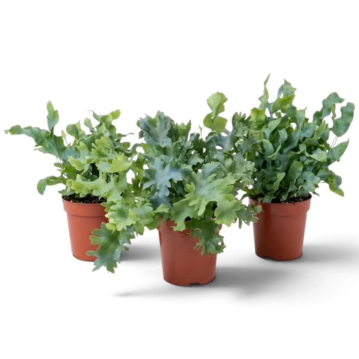 Phlebodium aureum ‘Davana’, mittelgroßer Goldtüpfelfarn mit vielen ausladenden Wedeln und stark gekräuselten Lappen
