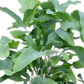 Überlappende Wedel von Phlebodium aureum mit blaugrünen Blattflächen und langen, gebogenen Blattlappen.