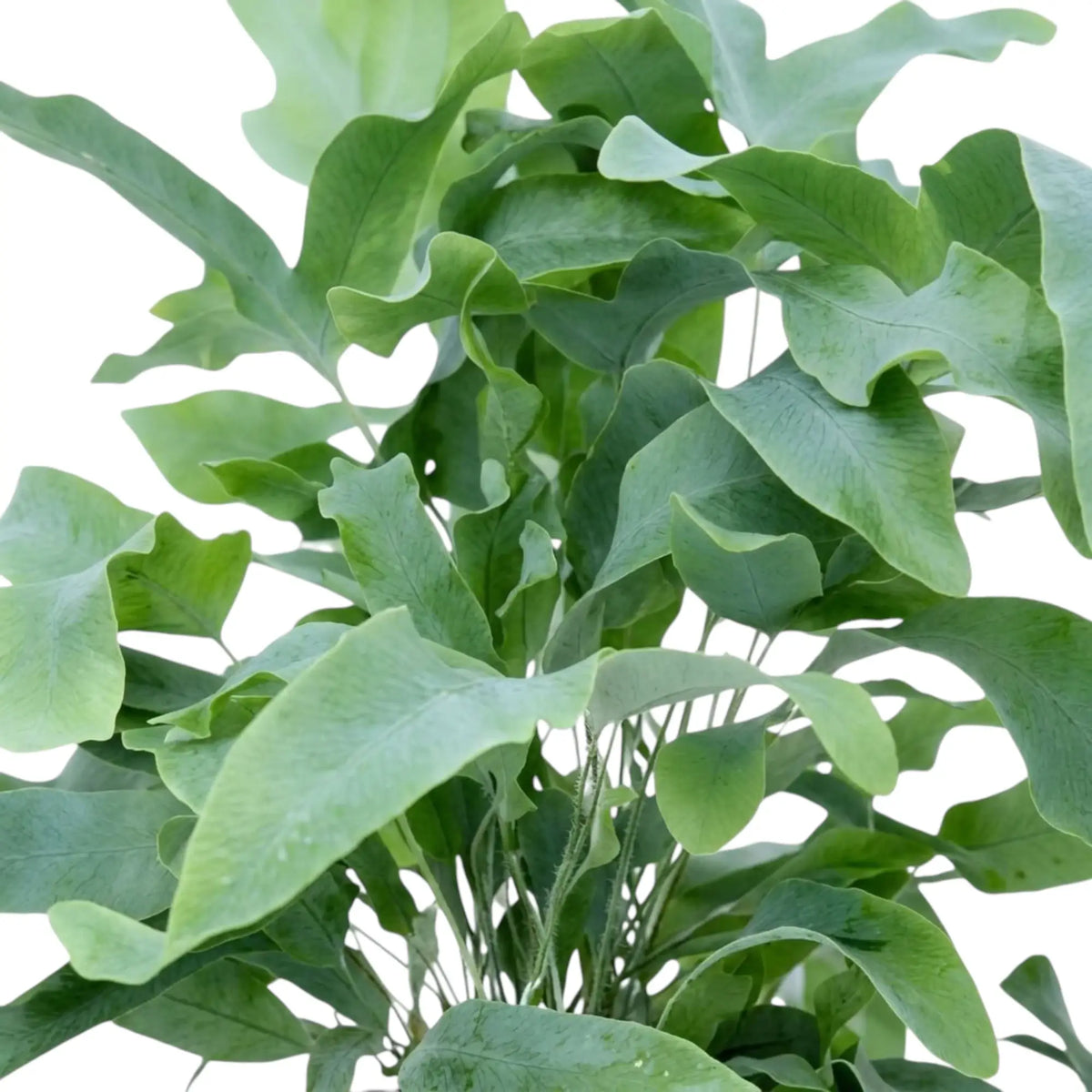 Überlappende Wedel von Phlebodium aureum mit blaugrünen Blattflächen und langen, gebogenen Blattlappen.