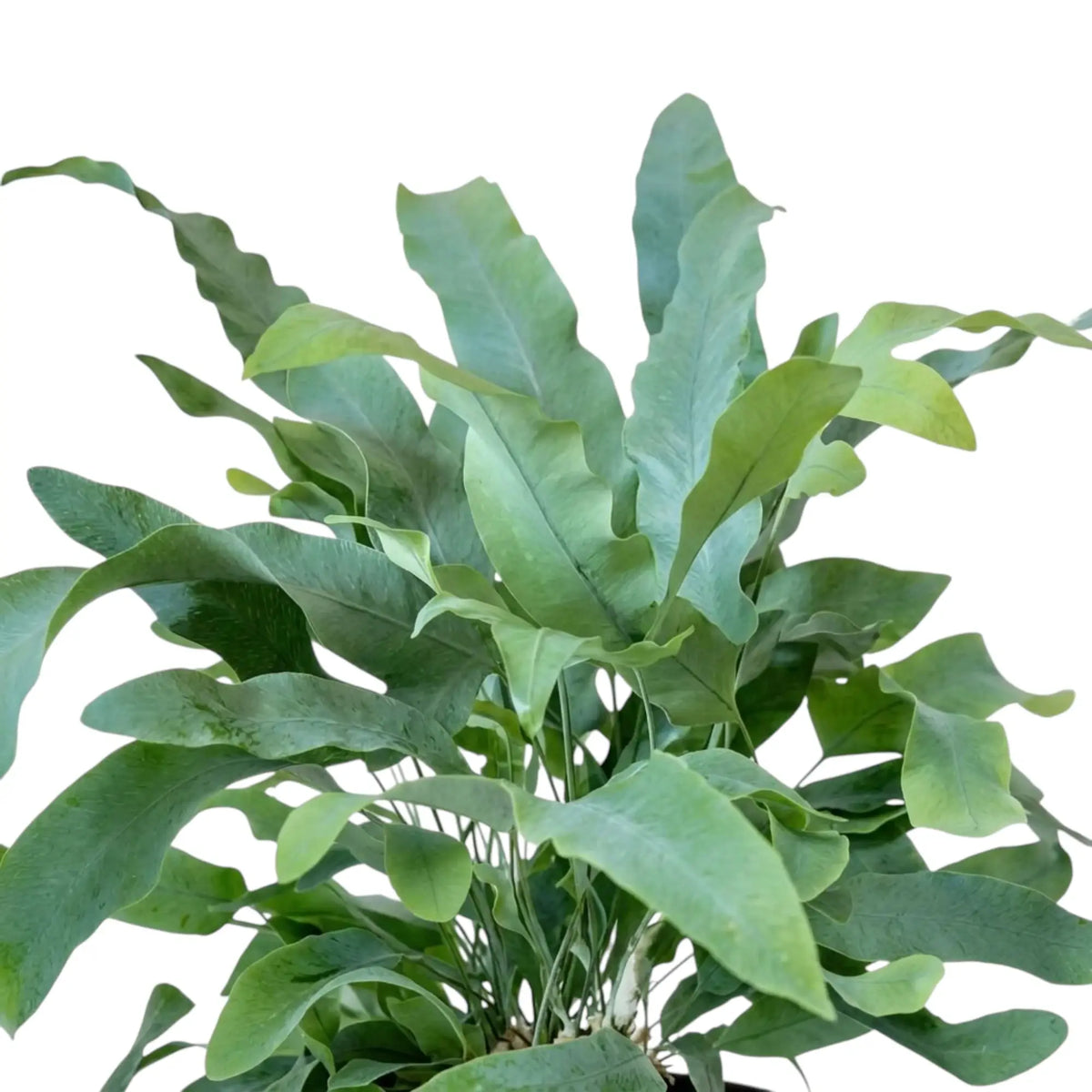 Aufrechte, gelappte blaugrüne Wedel von Phlebodium aureum an schlanken Stielen.
