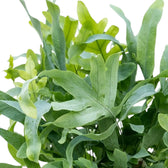 Nahaufnahme eines hellgrünen, gelappten Wedels von Phlebodium aureum mit feinen, verzweigten Blattadern.