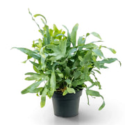 Phlebodium aureum im Kulturtopf mit einem dichten Büschel langer, gewellter blaugrüner Wedel, die über den Topfrand hängen.