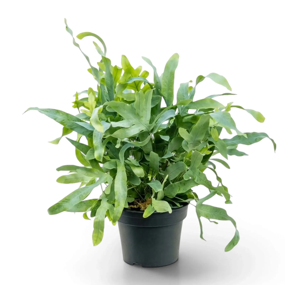 Phlebodium aureum im Kulturtopf mit einem dichten Büschel langer, gewellter blaugrüner Wedel, die über den Topfrand hängen.