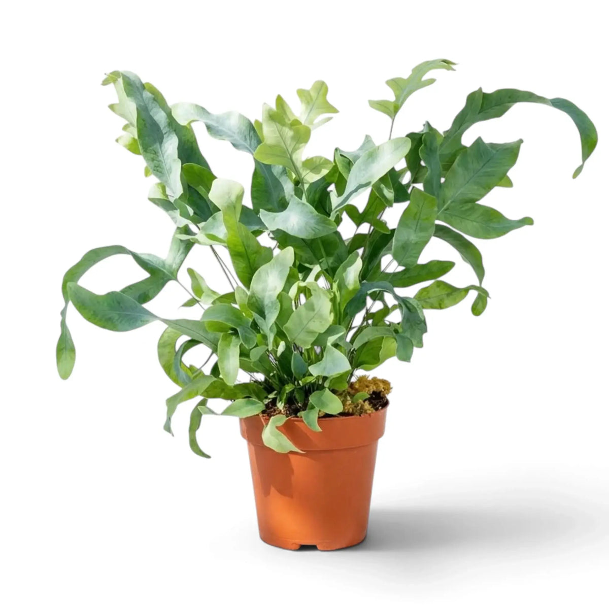 Phlebodium aureum im Topf mit langen blaugrünen Wedeln, die sich nach außen biegen und an den Spitzen einrollen.