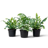 Drei Pflanzen von Phlebodium aureum mit ausladenden, gewellten grünen Wedeln in schwarzen Kulturtöpfen.