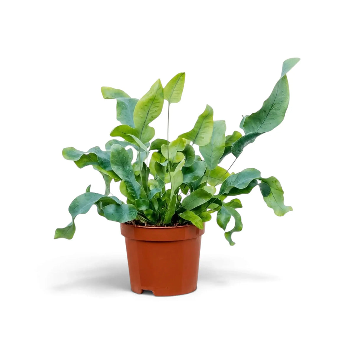 Phlebodium aureum mit aufrechten blaugrünen Wedeln und breiten, gewellten Blattlappen im Kulturtopf.