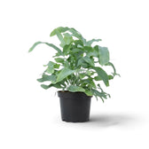 Phlebodium aureum im Topf mit gebogenen blaugrünen Wedeln und langen, gewellten Blattlappen.
