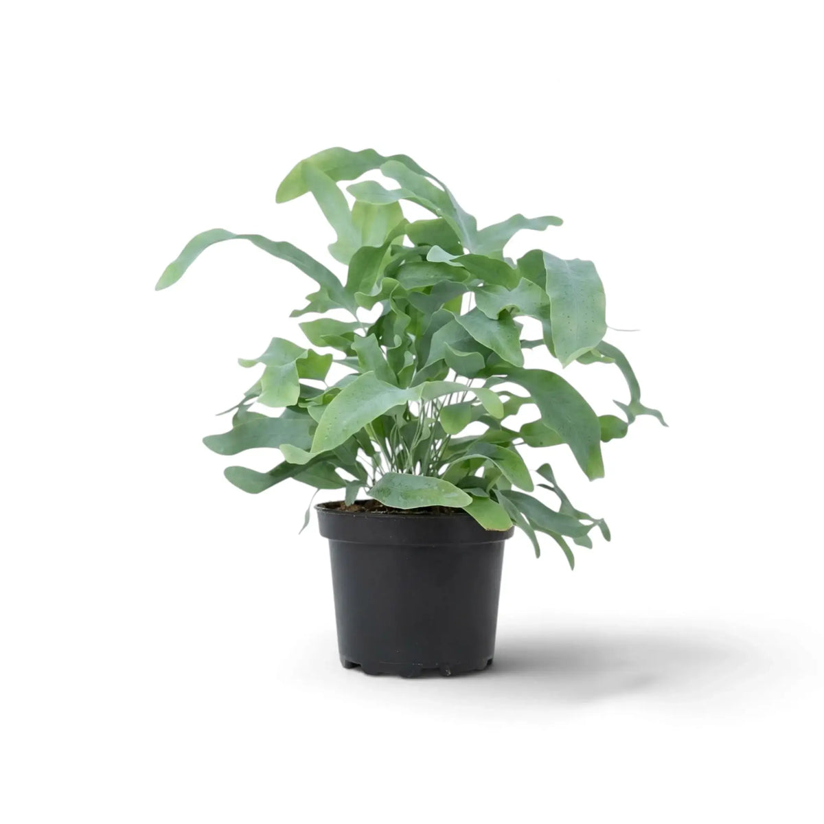 Phlebodium aureum im Topf mit gebogenen blaugrünen Wedeln und langen, gewellten Blattlappen.