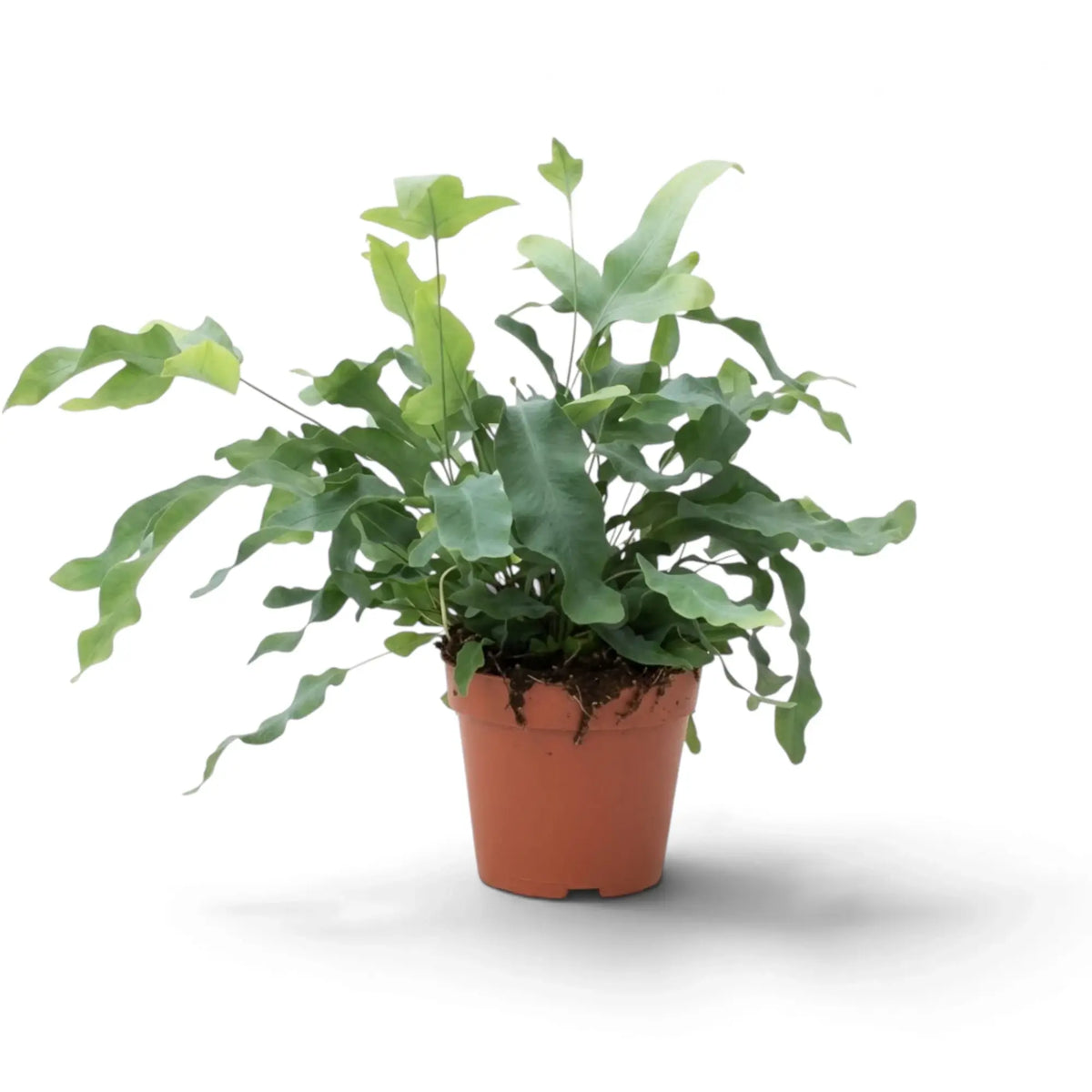 Phlebodium aureum mit blaugrünen Wedeln, die sich oberhalb des Kulturtopfs ausbreiten und über dessen Rand hinausragen.