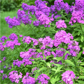 Phlox paniculata 'Laura' detail shot.