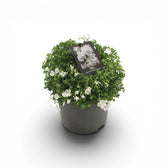 Phlox subulata 'Fabulous White' – Detailaufnahme.