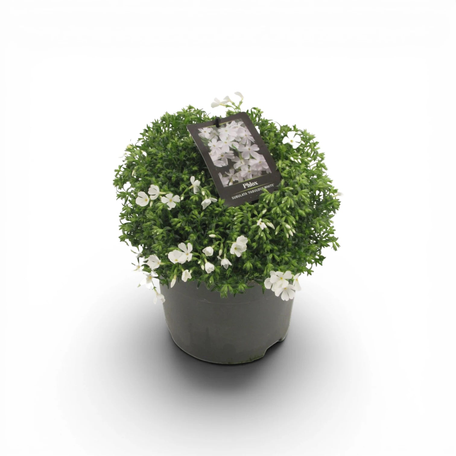 Phlox subulata 'Fabulous White' – Detailaufnahme.