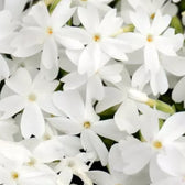 Phlox subulata 'Fabulous White' – Nahaufnahme.