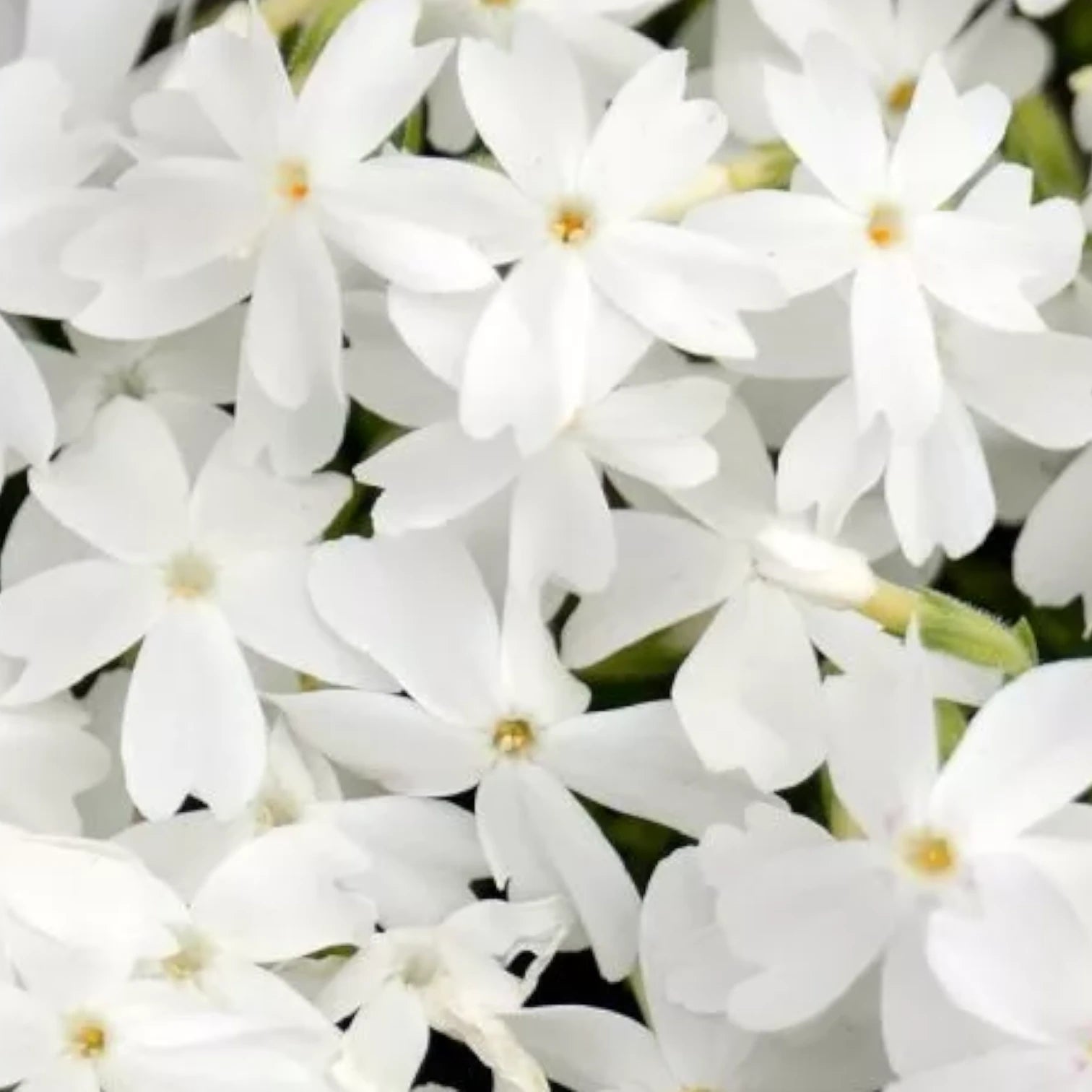 Phlox subulata 'Fabulous White' – Nahaufnahme.