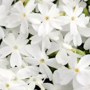 Phlox subulata 'Fabulous White' – Nahaufnahme.