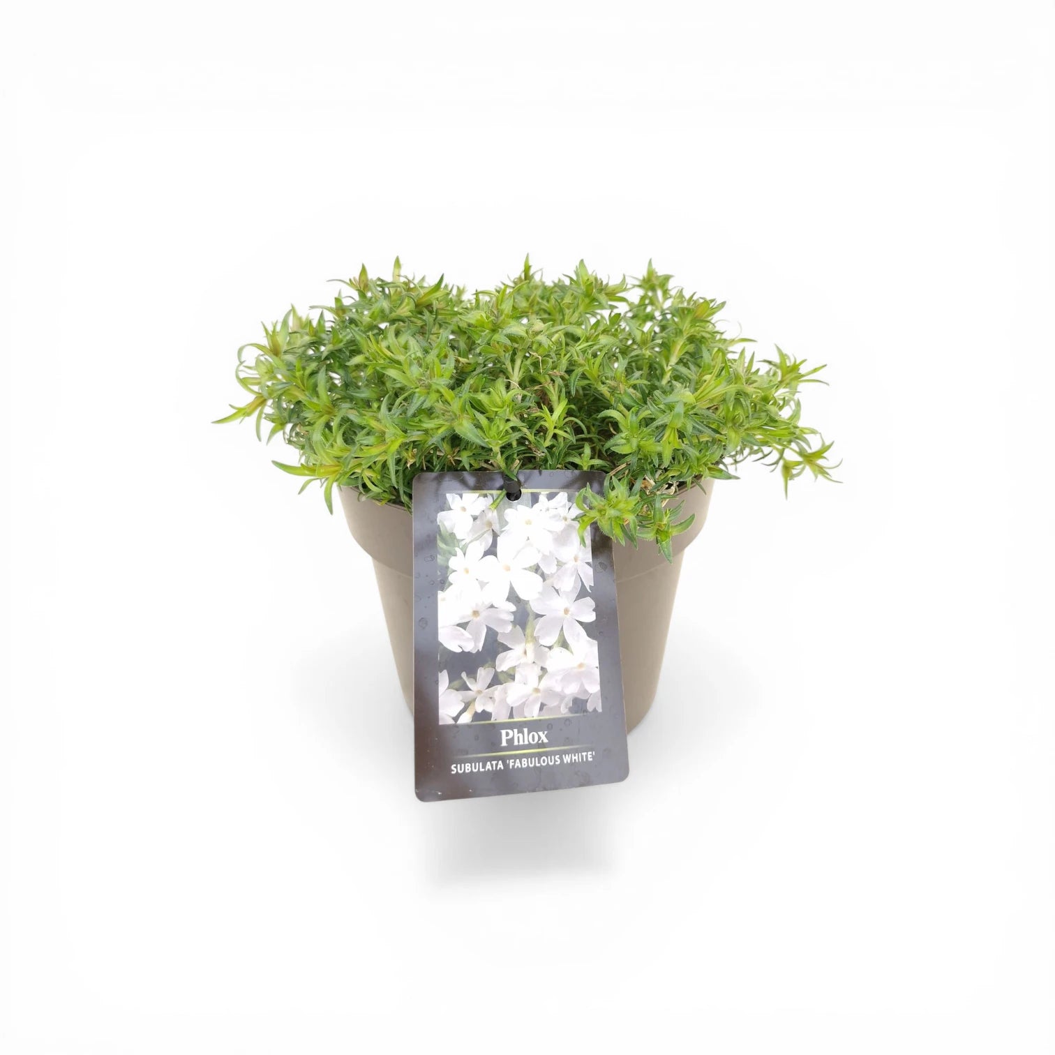 Phlox subulata 'Fabulous White' – Detailaufnahme.