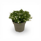 Phlox subulata 'Fabulous White' – kompakte Pflanze im Baumschultopf mit weißen Knospen vor weißem Hintergrund.