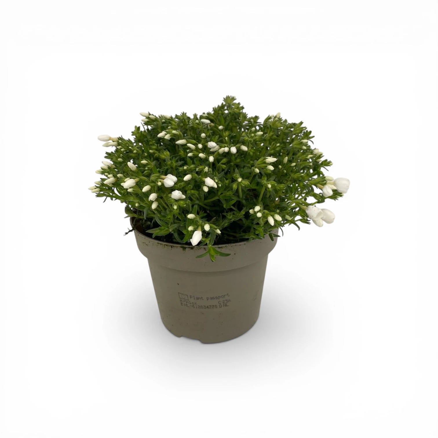 Phlox subulata 'Fabulous White' – kompakte Pflanze im Baumschultopf mit weißen Knospen vor weißem Hintergrund.