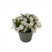 Phlox subulata 'Fabulous White' – Detailaufnahme der Pflanze.