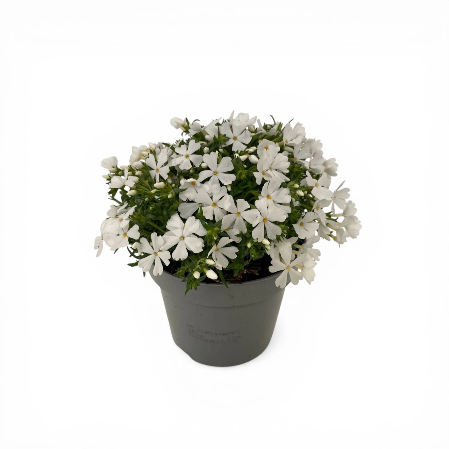 Phlox subulata 'Fabulous White' – Detailaufnahme der Pflanze.