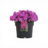 Phlox subulata 'MacDaniel's Cushion' close-up detail.