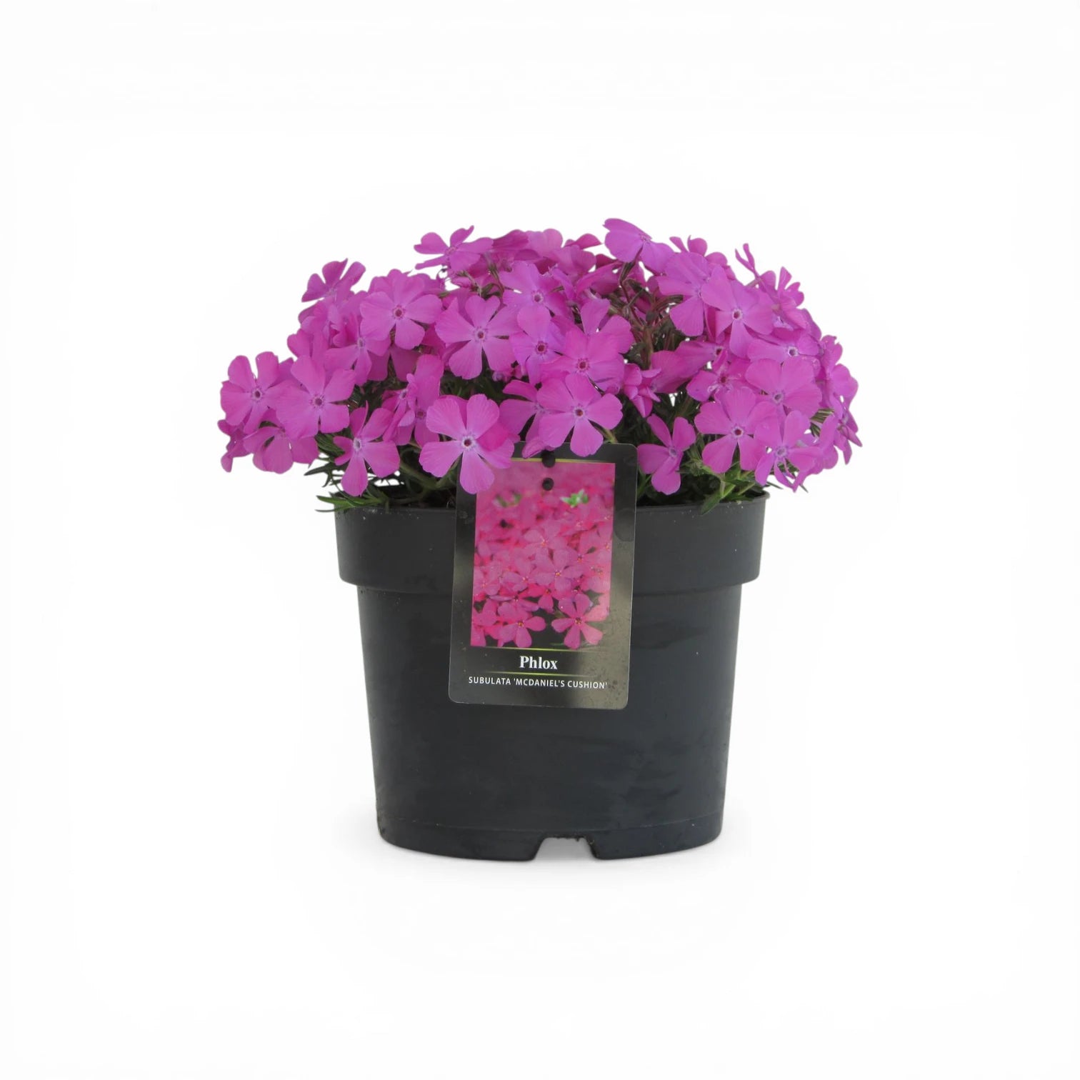 Phlox subulata 'MacDaniel's Cushion' close-up detail.