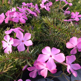 Phlox subulata 'MacDaniel's Cushion' detail shot.