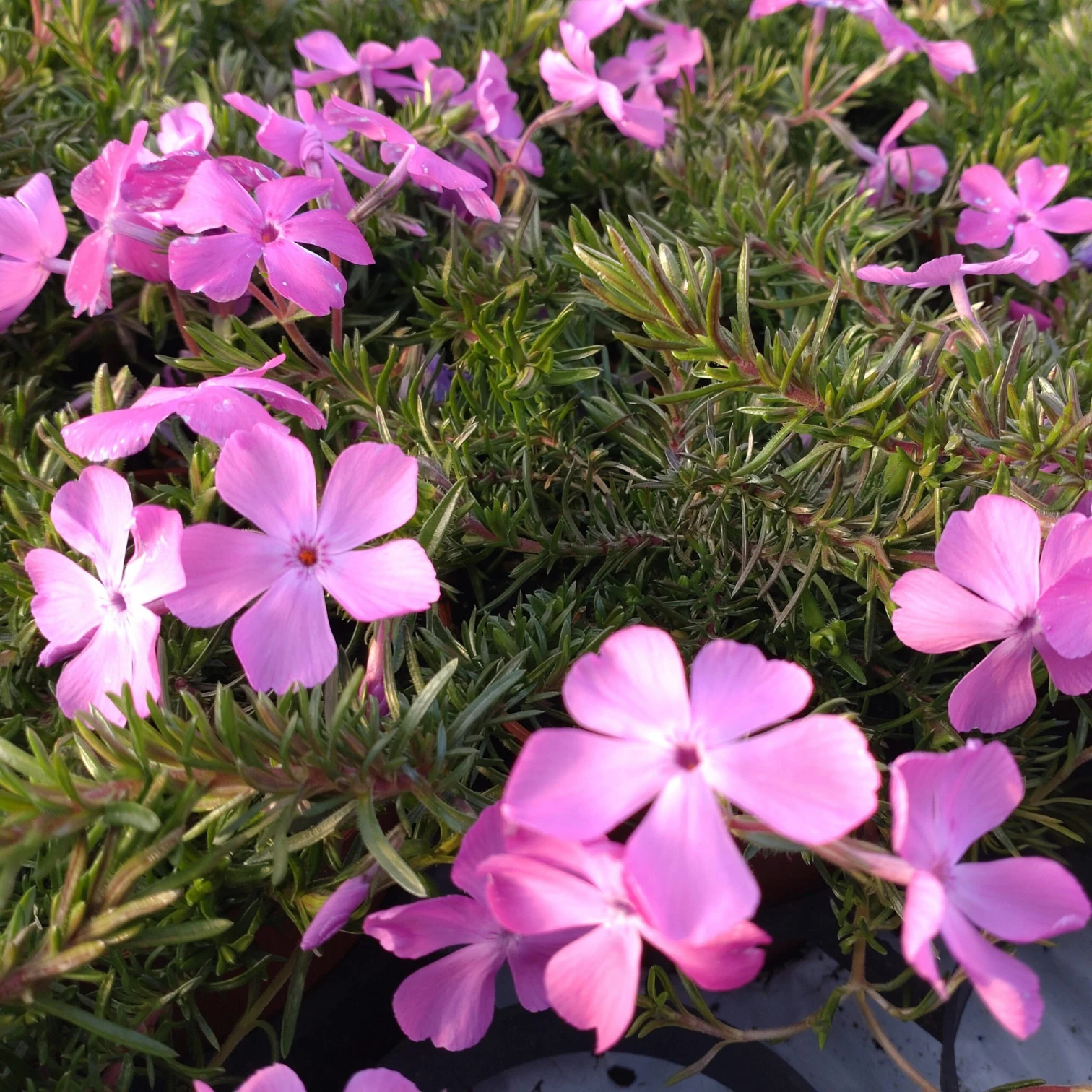 Phlox subulata 'MacDaniel's Cushion' detail shot.