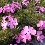 Phlox subulata 'MacDaniel's Cushion' detail shot.