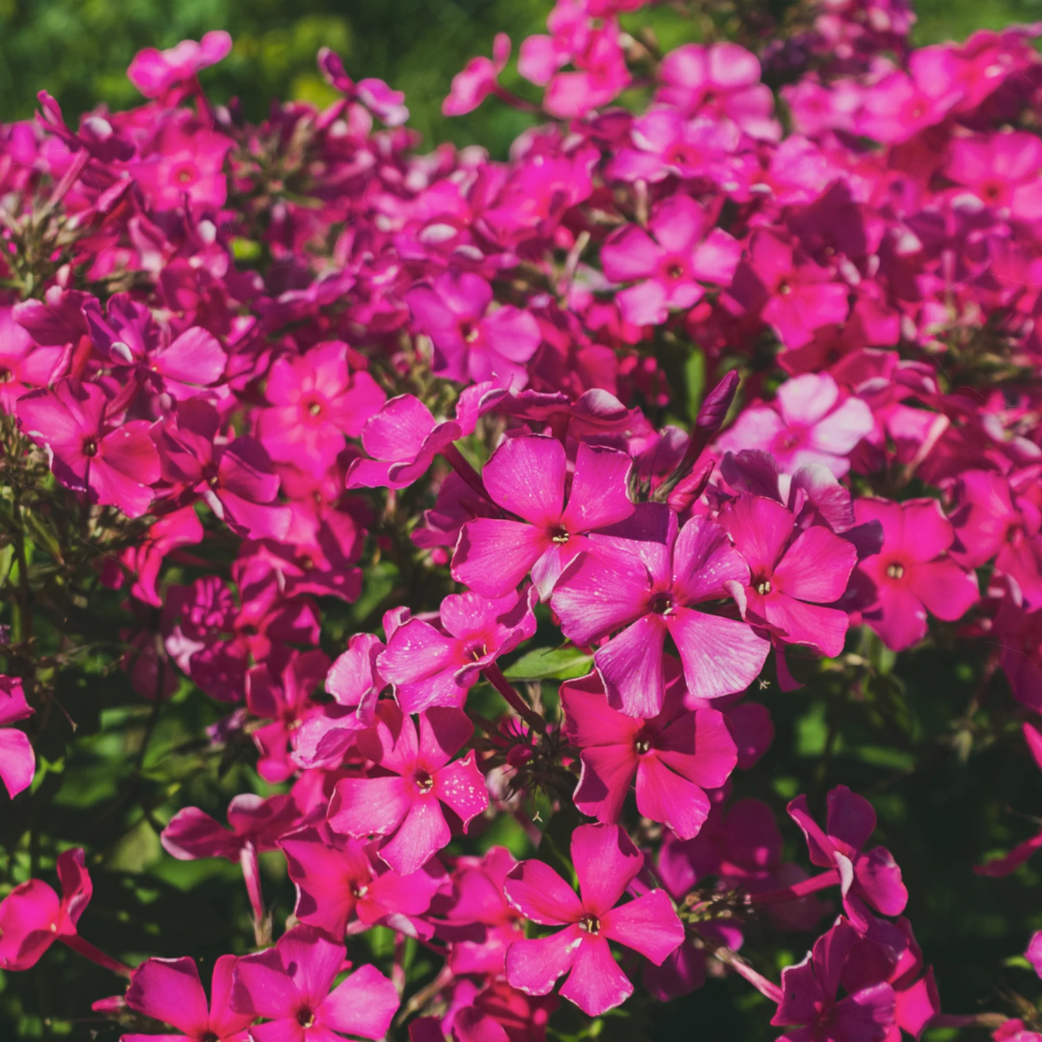 Phlox subulata 'MacDaniel's Cushion' detail shot.