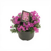 Phlox subulata 'MacDaniel's Cushion' plant detail.