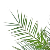 Phoenix canariensis leaf close-up on white background.