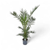 Phoenix canariensis potted plant in nursery pot on white background.