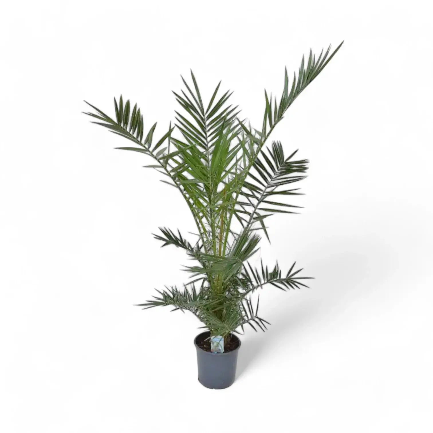 Phoenix canariensis potted plant in nursery pot on white background.