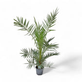 Phoenix canariensis potted plant in nursery pot on white background.