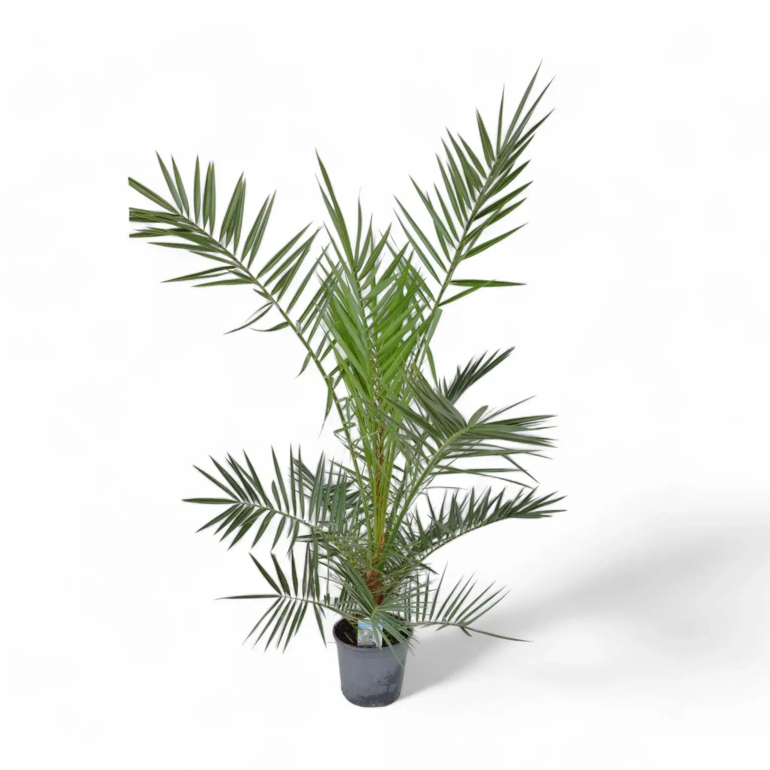 Phoenix canariensis potted plant in nursery pot on white background.