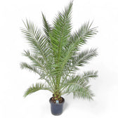 Phoenix canariensis potted plant in nursery pot on white background.