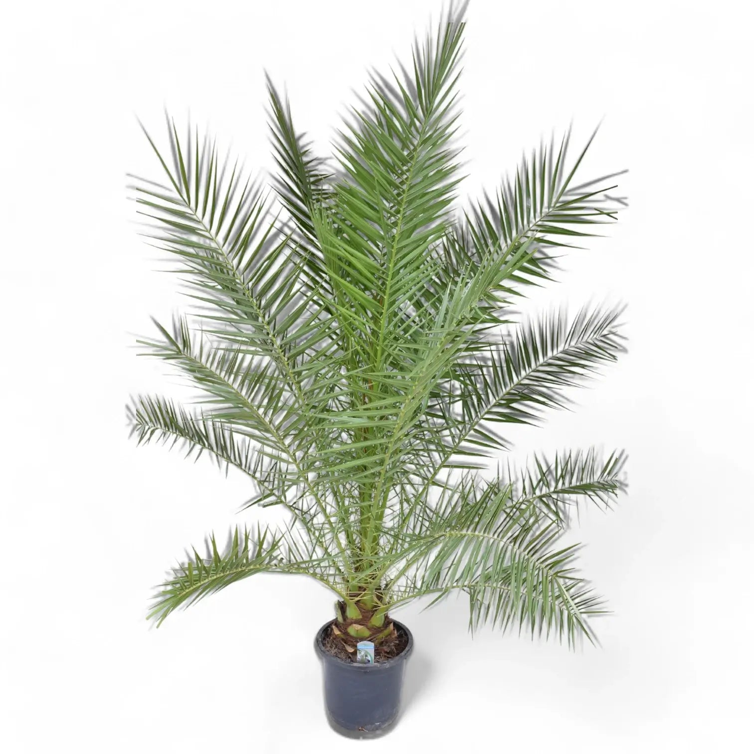 Phoenix canariensis potted plant in nursery pot on white background.