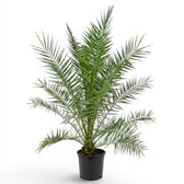 Phoenix canariensis, Kanarische Dattelpalme als sehr große Pflanze im Kulturtopf.